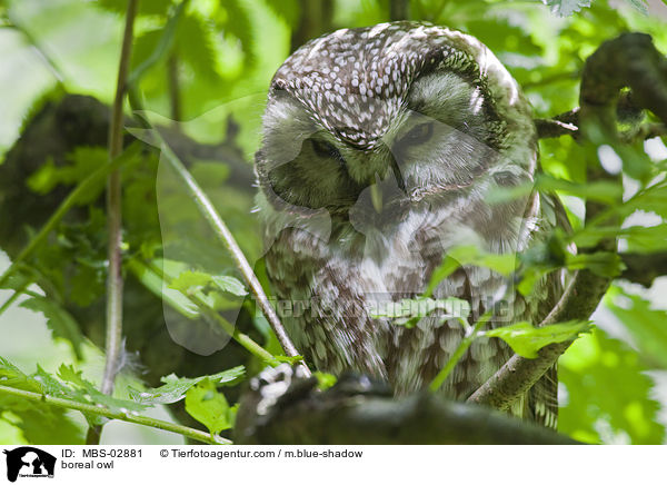boreal owl / MBS-02881