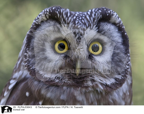 boreal owl / FLPA-03643