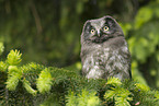 boreal owl