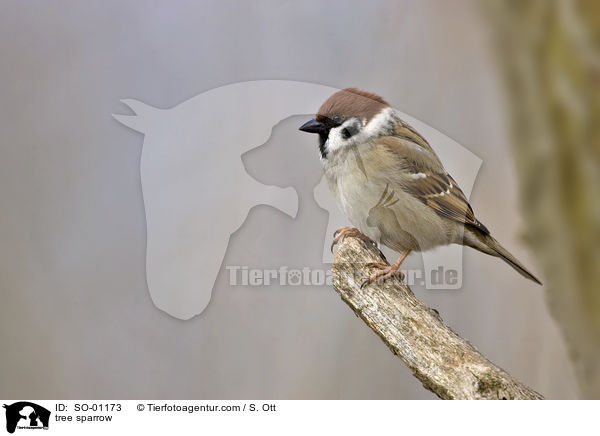 Feldsperling / tree sparrow / SO-01173