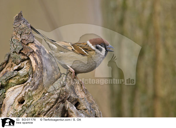 Feldsperling / tree sparrow / SO-01176