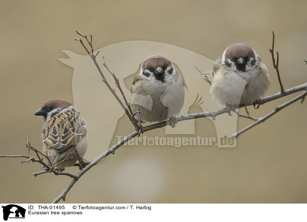Eurasian tree sparrows / THA-01495