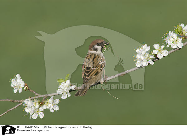 Eurasian tree sparrow / THA-01502