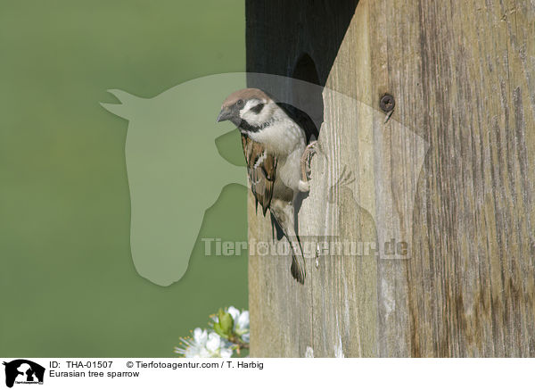Feldsperling / Eurasian tree sparrow / THA-01507