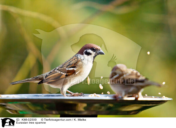 Eurasian tree sparrow / KMI-02509