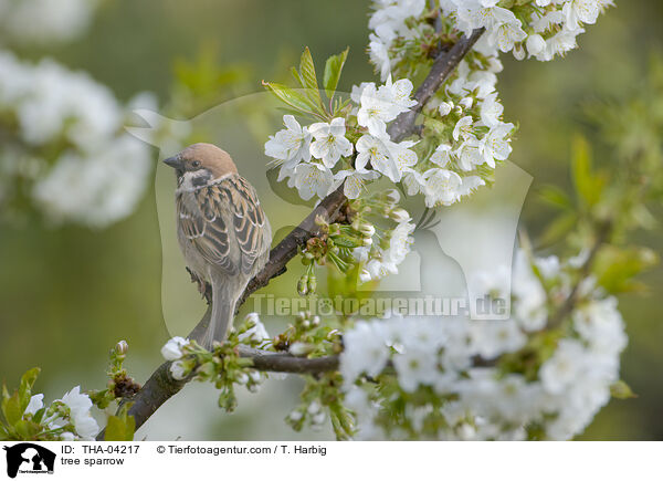 tree sparrow / THA-04217