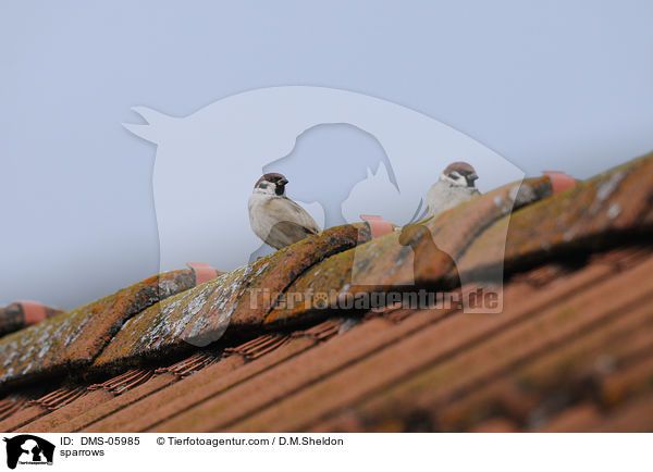 sparrows / DMS-05985