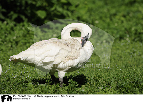trumpeter swan / DMS-06218