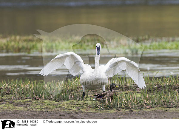 trumpeter swan / MBS-10386