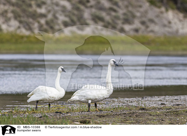 trumpeter swans / MBS-10388