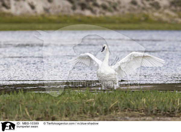 trumpeter swan / MBS-10389