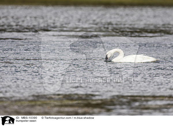 trumpeter swan / MBS-10390