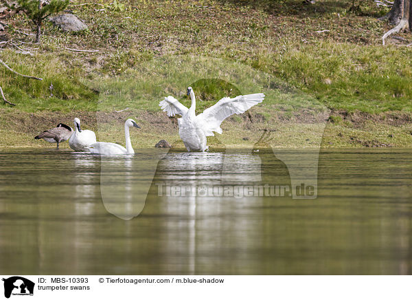 trumpeter swans / MBS-10393