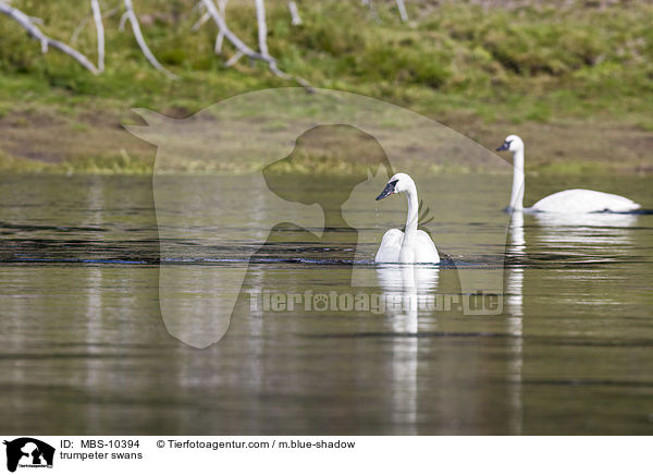 trumpeter swans / MBS-10394