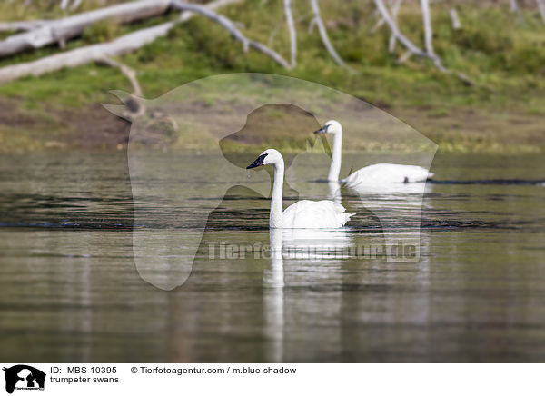 trumpeter swans / MBS-10395