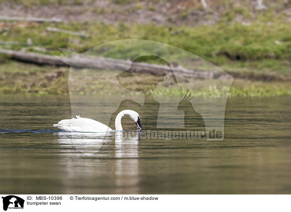 trumpeter swan / MBS-10396