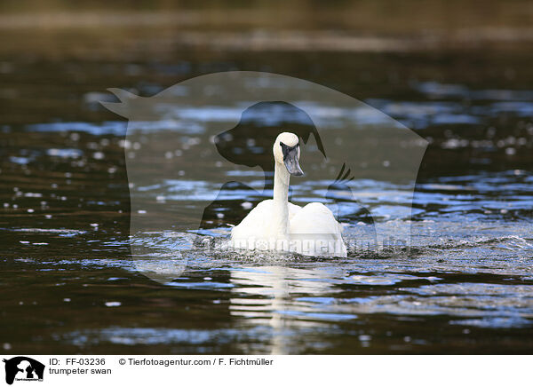 trumpeter swan / FF-03236