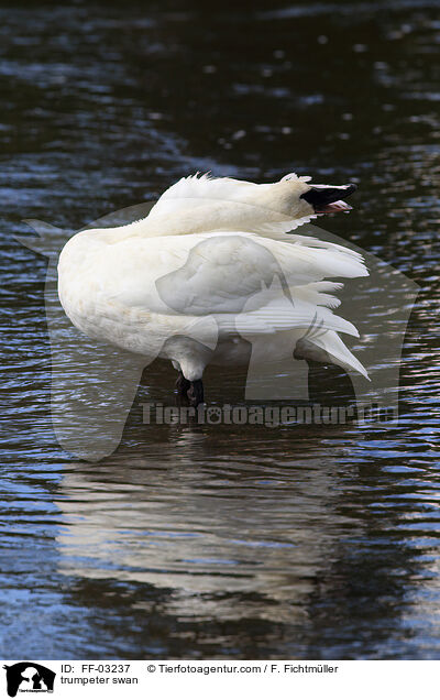 trumpeter swan / FF-03237