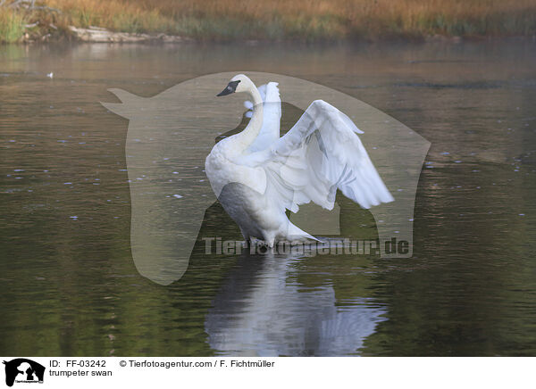 trumpeter swan / FF-03242
