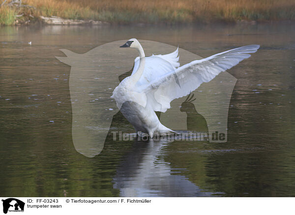 trumpeter swan / FF-03243