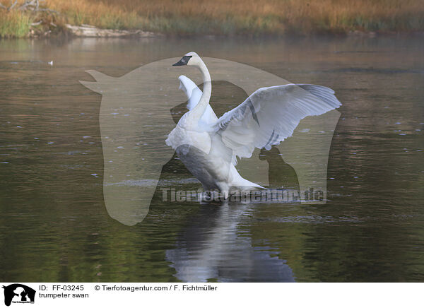 trumpeter swan / FF-03245