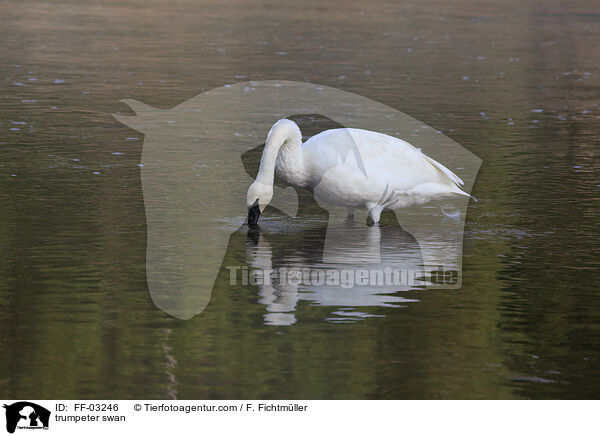 trumpeter swan / FF-03246