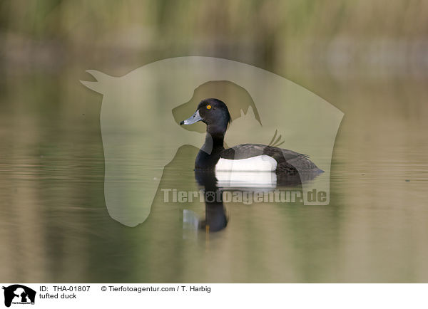 tufted duck / THA-01807