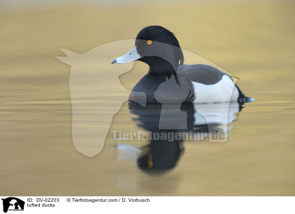 tufted ducks / DV-02203