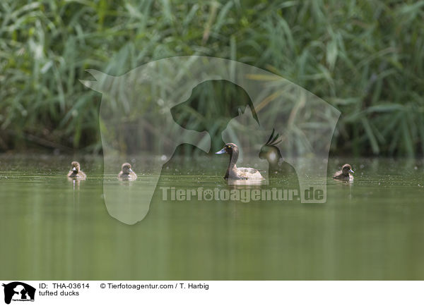 tufted ducks / THA-03614