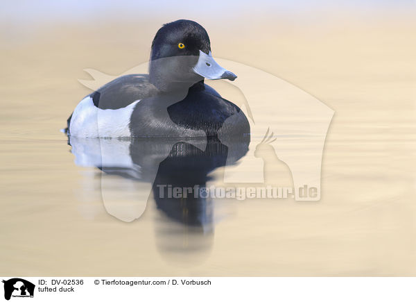 tufted duck / DV-02536