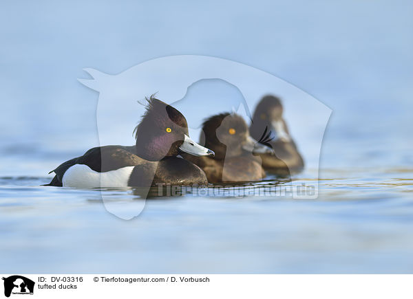 tufted ducks / DV-03316