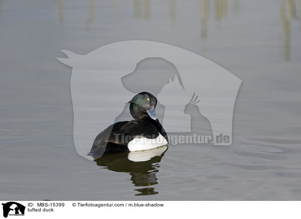 tufted duck / MBS-15399