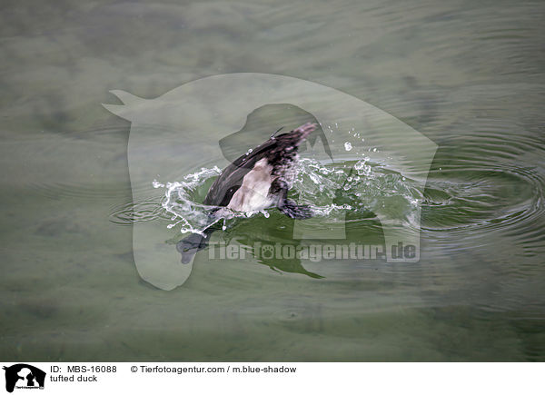 tufted duck / MBS-16088