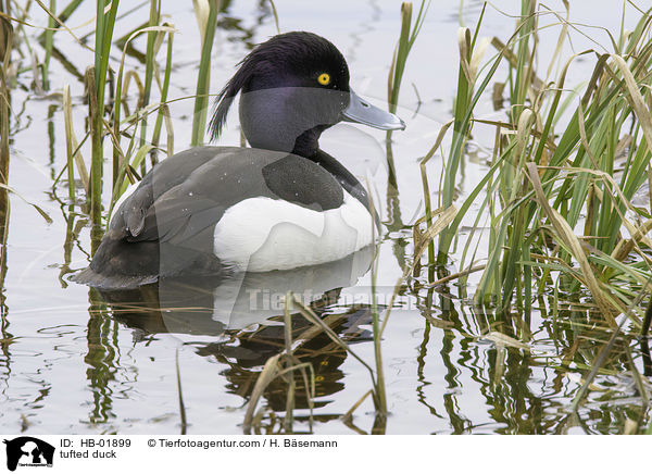 tufted duck / HB-01899