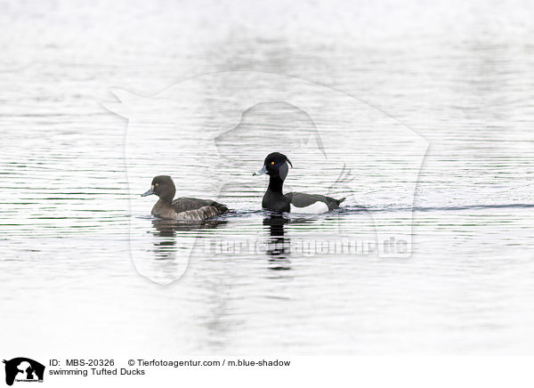 swimming Tufted Ducks / MBS-20326