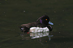 tufted duck