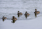 tufted ducks