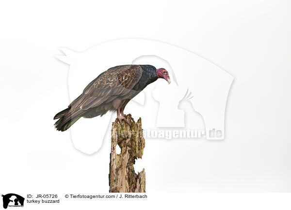Truthahngeier / turkey buzzard / JR-05726