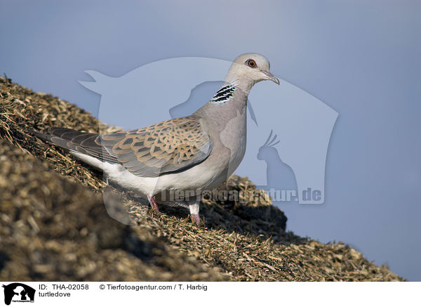 Turteltaube / turtledove / THA-02058