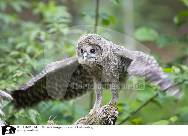 young ural owl / HJ-01574