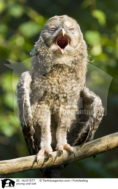 junger Habichtskauz / young ural owl / HJ-01577