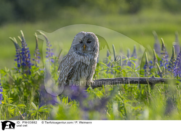 ural owl / PW-03882