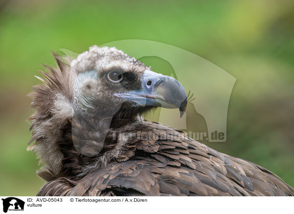 vulture / AVD-05043