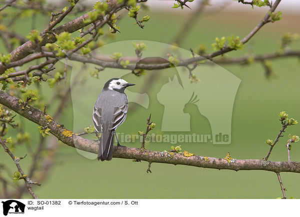 Bachstelze / wagtail / SO-01382