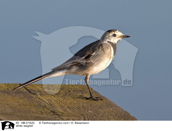 white wagtail / HB-01620