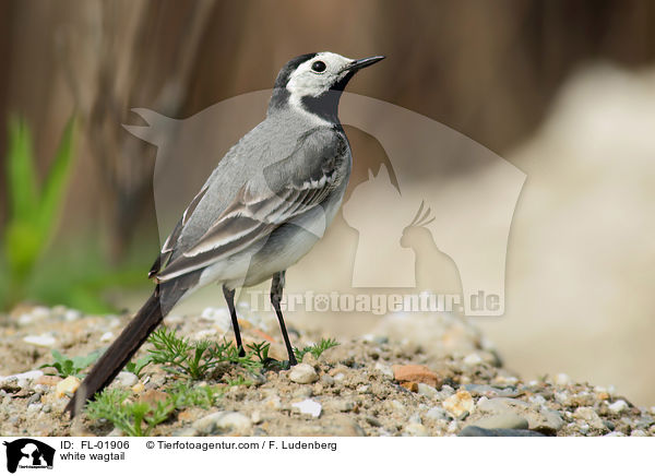 Bachstelze / white wagtail / FL-01906