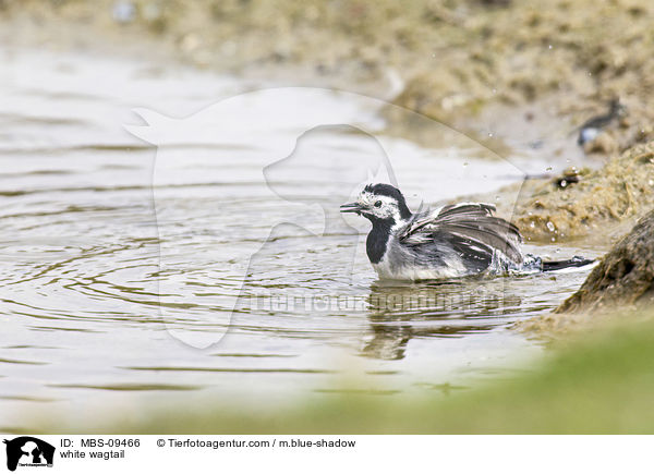white wagtail / MBS-09466