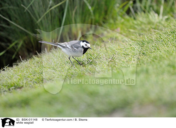 white wagtail / BSK-01148