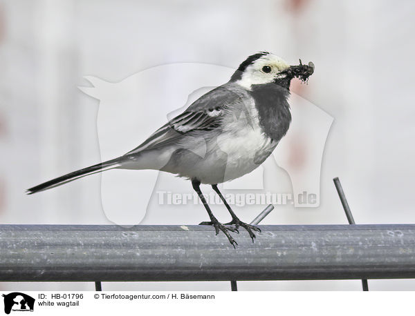 white wagtail / HB-01796