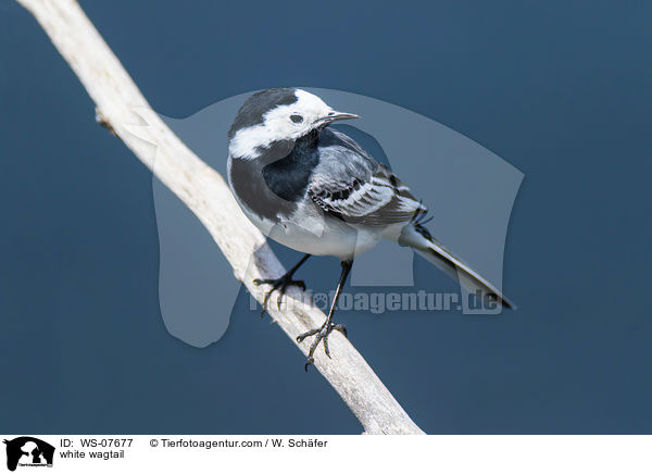 white wagtail / WS-07677